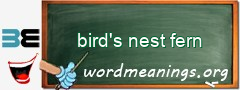 WordMeaning blackboard for bird's nest fern